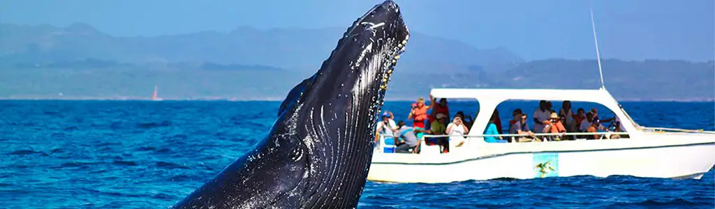 cayo levantado